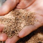 Risparmiare con la stufa a biomassa: combustibili alternativi al pellet